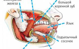 Рак околоушной слюнной железы: симптомы и лечение