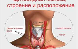Как диагностировать бластому щитовидной железы?