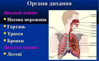 Аденома бронха: симптомы и лечение