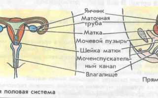 Аденокарцинома яичника и её лечение