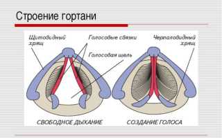 Симптоматика и лечение опухолей гортани