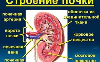 Почечно-клеточная карцинома и её лечение