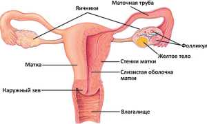 Рак матки: симптомы и лечение