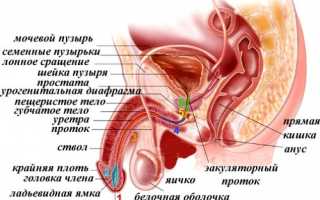 Препараты для лечения простатита и аденомы простаты
