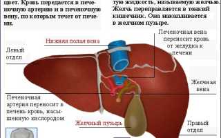 Симптоматика и лечение гепатоцеллюлярной аденомы печени