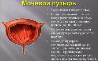 Что такое бластома мочевого пузыря?