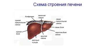 Аденома печени и её виды