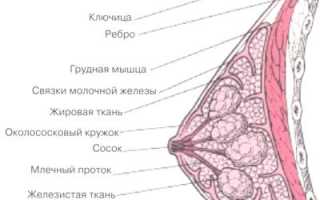 Фиброма грудной железы у женщин