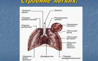 Стадии карциномы легкого и прогноз выживаемости