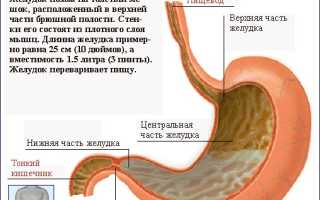 Доброкачественные опухоли желудка: симптомы и классификация