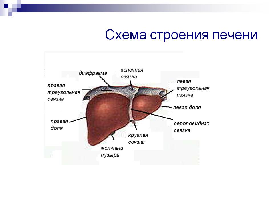 Строение печени
