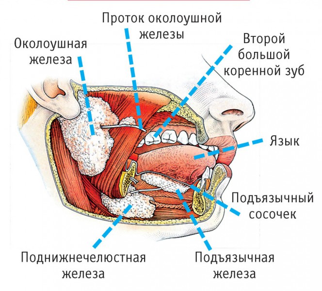 Рак слюнных желез