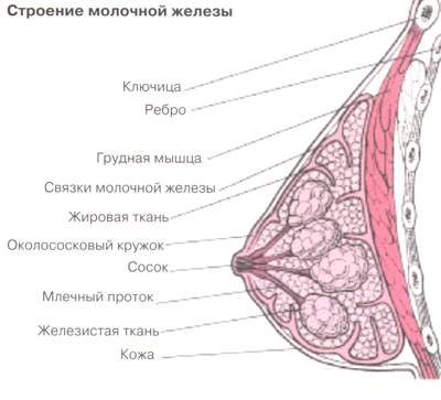 Фиброма молочной железы
