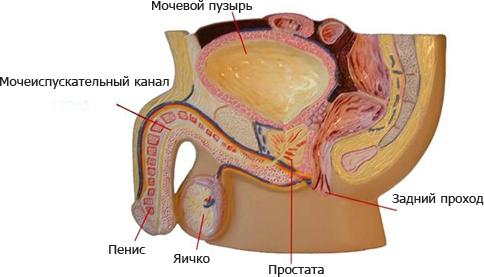 Объем предстательной железы при аденоме