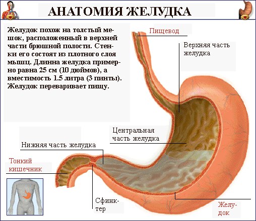 Анатомия желудка