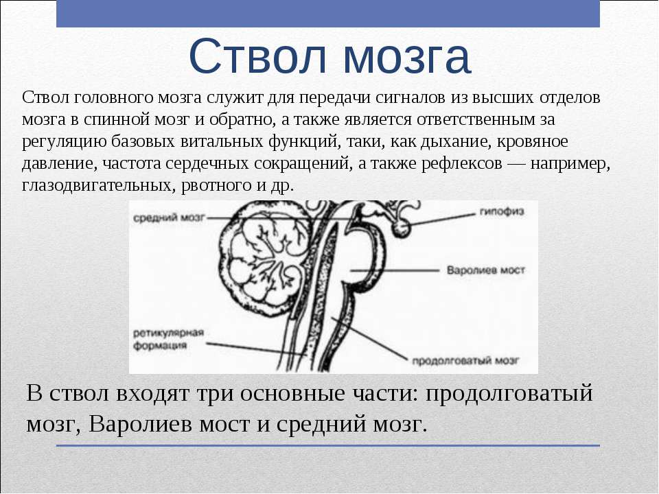 Cтвол мозга