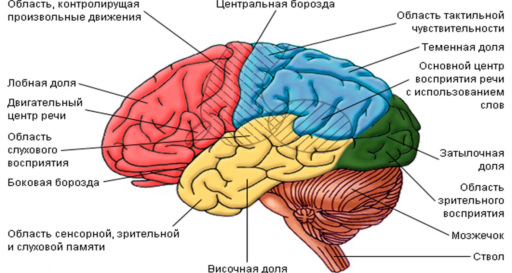 Неоперабельная опухоль головного мозга