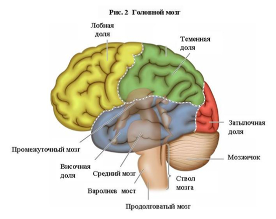 Головной мозг