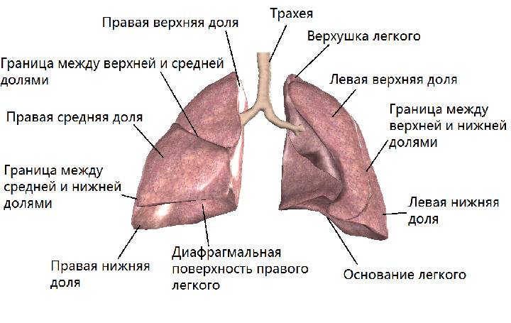 Легкие