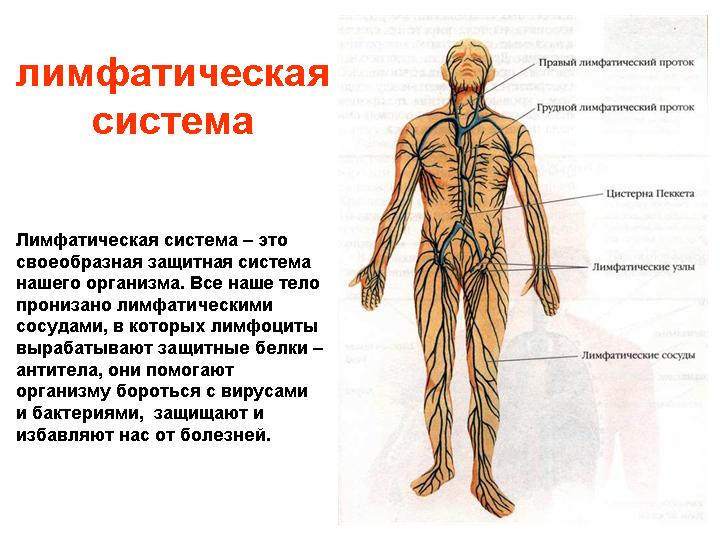 Стадии лимфомы
