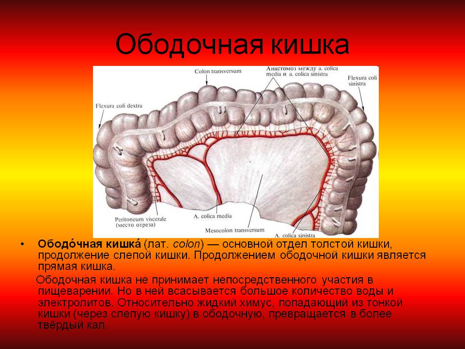 Рак ободочной кишки