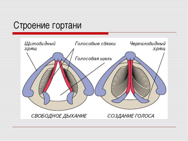 Опухоль гортани