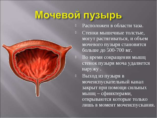 Что такое бластома мочевого пузыря?