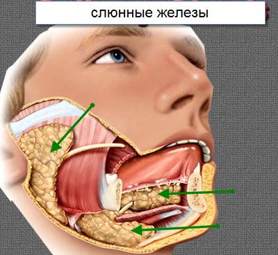 Опухоли слюнных желез