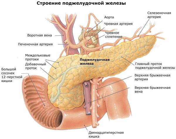 Доброкачественная опухоль поджелудочной железы симптомы