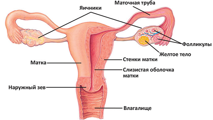 Рак матки