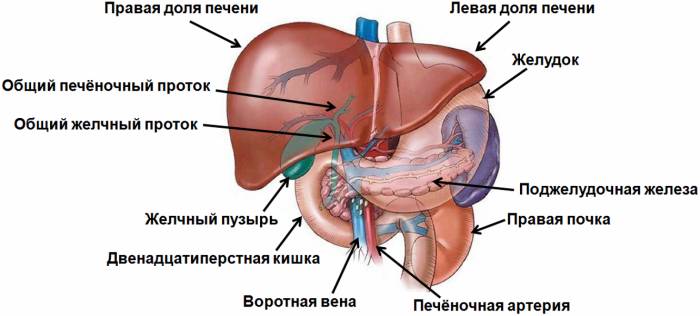 Опухоль желчи