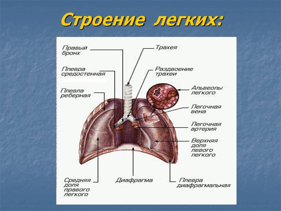 Строение легких