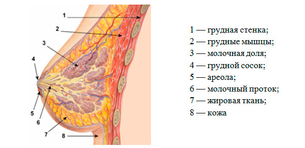 Инфильтрирующая карцинома молочной железы
