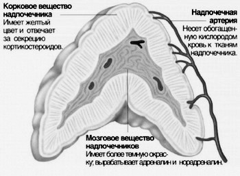 Аденома надпочечника