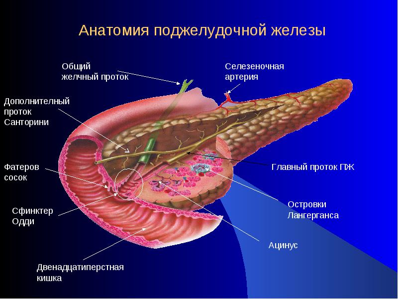 Строение поджелудочной железы