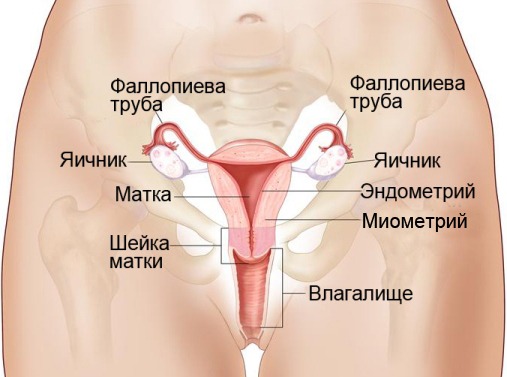 Карцинома шейки матки