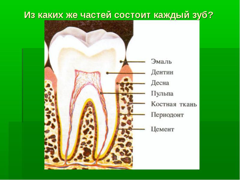 Строение зуба