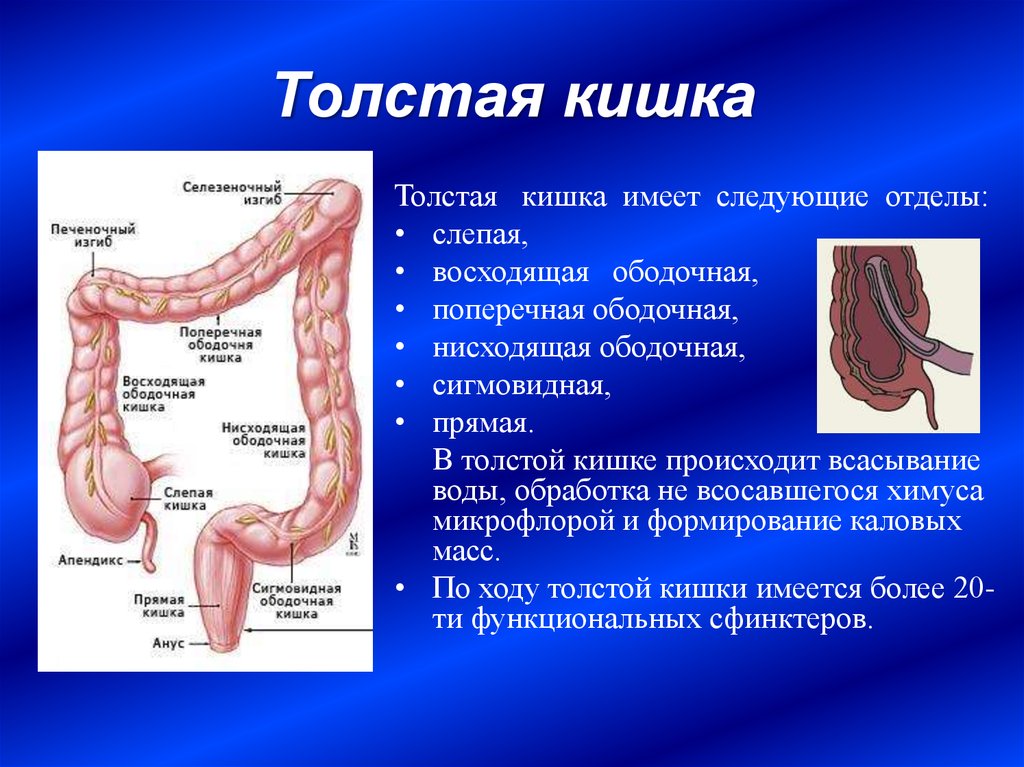 Бластома толстой кишки – что это такое?