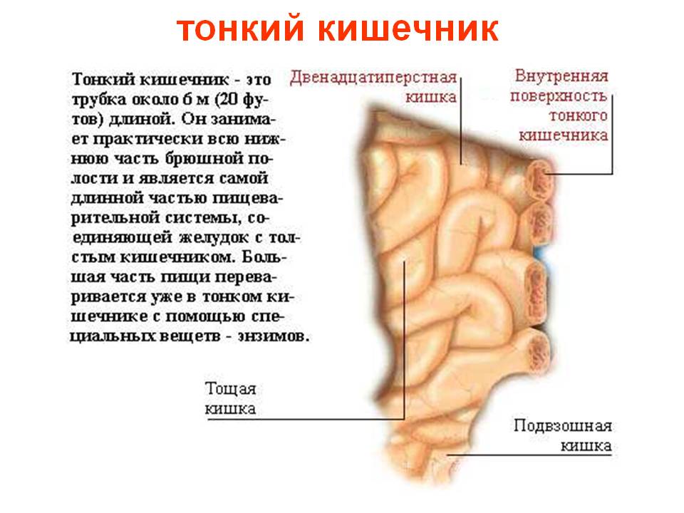 Опухоль тонкой кишки