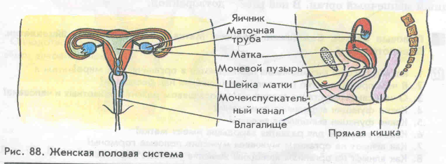Аденокарцинома яичника и ее лечение