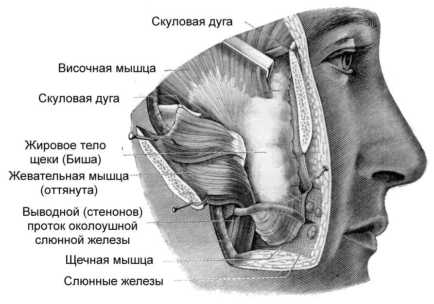 Рак щеки