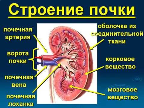 Почечно-клеточная карцинома