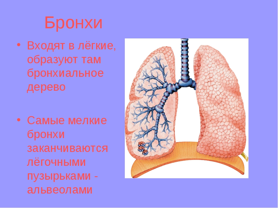 Бронхиальная аденома