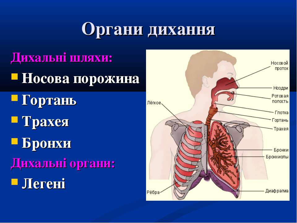 Бронхиальная аденома
