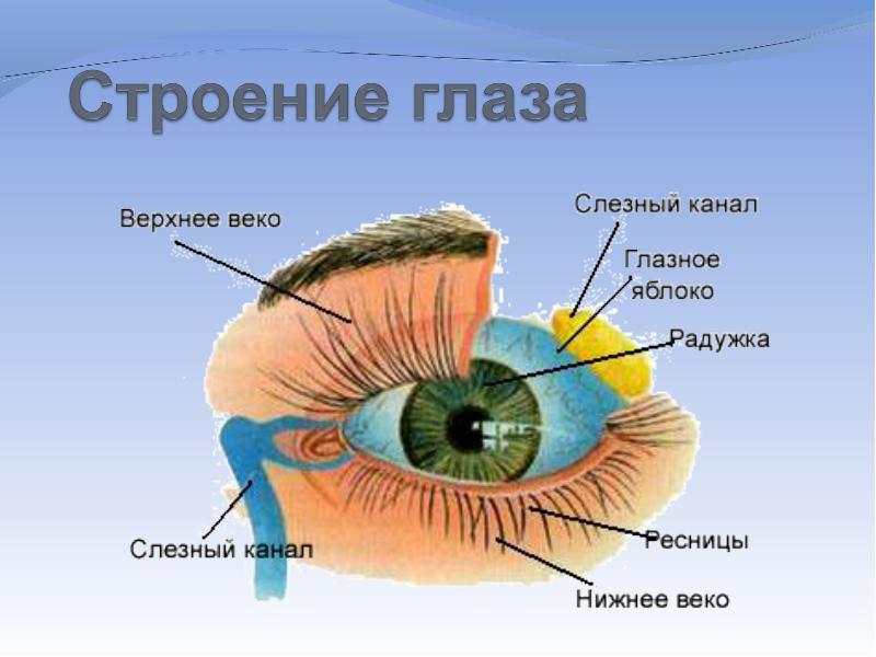 Строение глаза