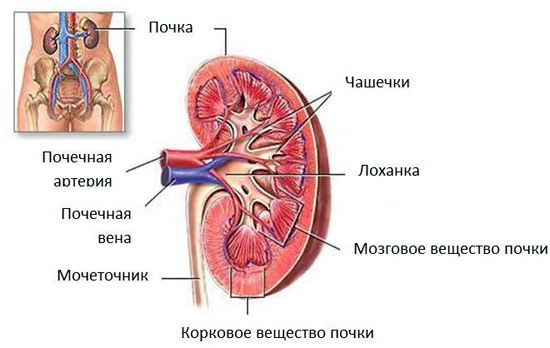 Опухоль почки