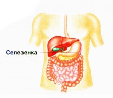 Селезенка