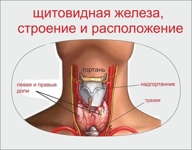 Бластома щитовидной железы