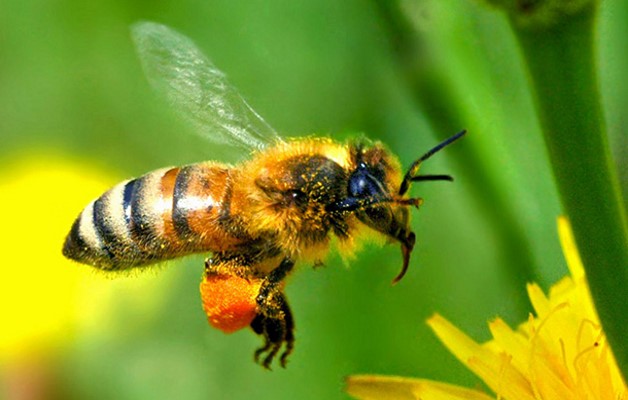 апитерапия