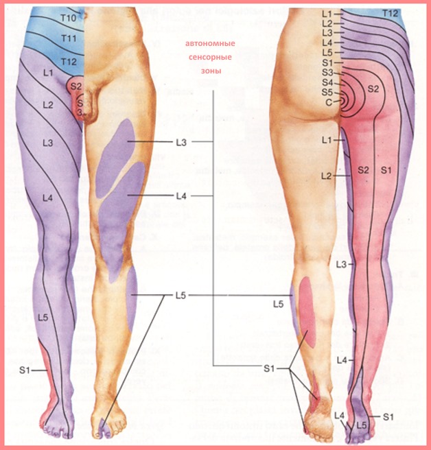 автономные сенсорные зоны